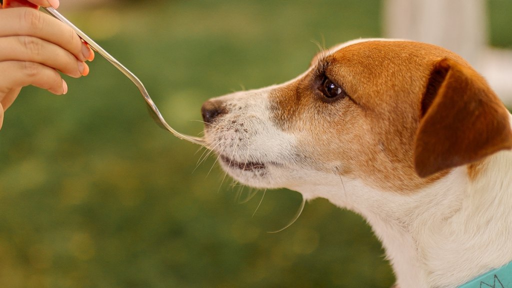 Uses for honey: Treat a dog's tummy troubles