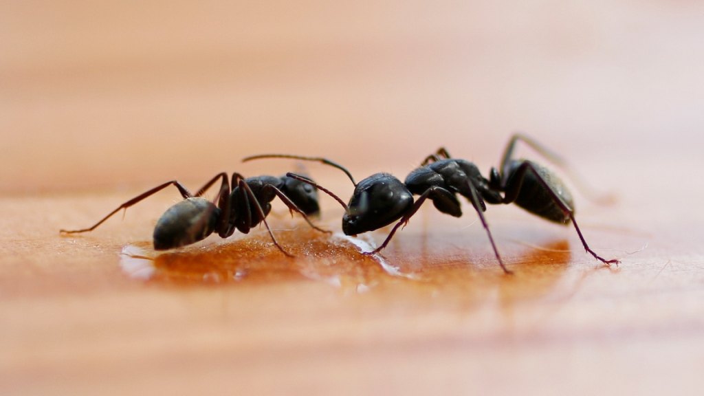 Uses for honey: Eliminating an ant problem