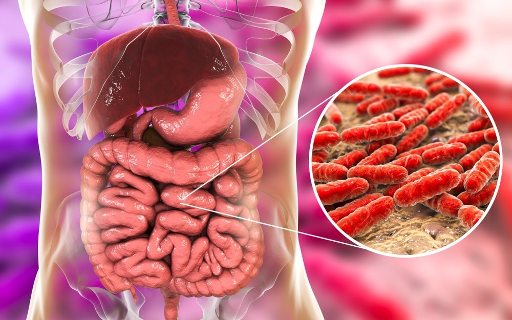 Bacterial flora of small intestine