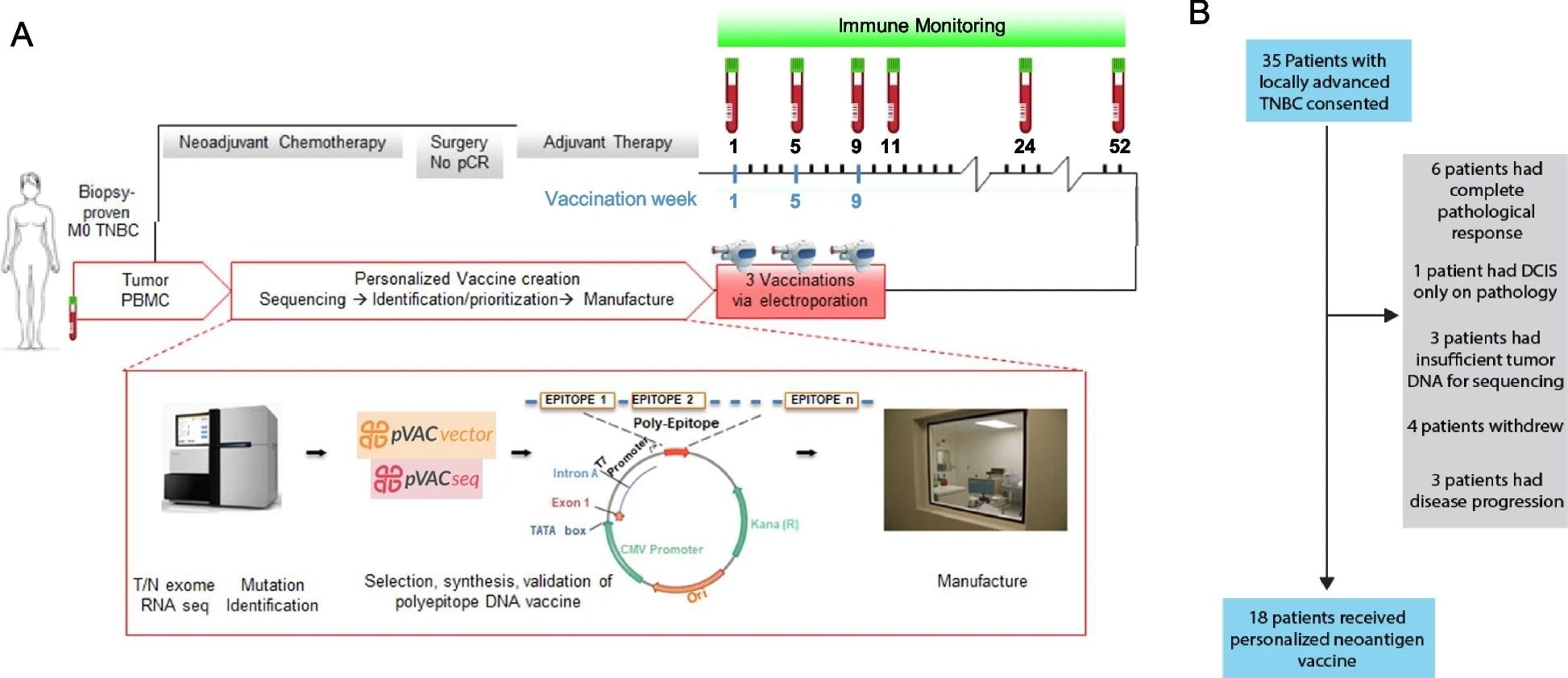 Design, manufacture, and administration of neoantigen DNA vaccines for TNBC patients. A Somatic mutations were identified by whole exome sequencing of tumor and germline DNA. Mutation expression was confirmed by tumor RNA-seq with cDNA capture. Candidate neoantigens were prioritized for inclusion in the vaccines on the basis of HLA binding predictions by pVAC-seq (Methods). Neoantigen DNA vaccines were administered intramuscularly using a TriGrid electroporation device. Peripheral blood was drawn prior at each vaccination timepoint and at selected timepoints after all vaccinations as indicated in A. B 35 patients with locally advanced TNBC were consented. Patients were excluded due to complete pathological response after neoadjuvant chemotherapy (NAC), insufficient tumor, patient withdrawal, and disease recurrence. 18 patients received personalized neoantigen DNA vaccines