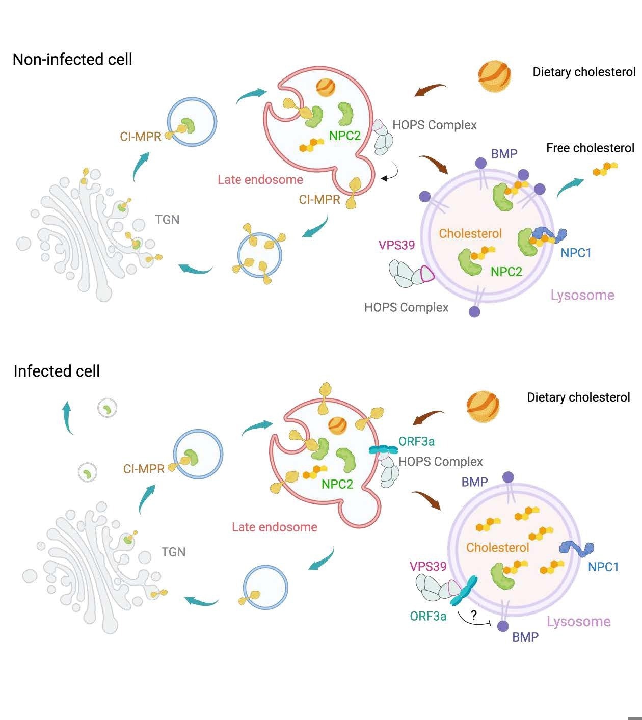 Scheme of the pathways participating in lysosomal cholesterol egress. In healthy cells, lysosomes process endocytosed low-density lipoproteins (LDLs) to release free cholesterol, which is exported via the cholesterol transporters Niemann-Pick C 2 (NPC2) and NPC1. NPC2 also binds with the phospholipid bis(monoacylglycero)phosphate (BMP) to export cholesterol independently of NPC1. Newly synthesized NPC2 associates with the sorting receptor mannose-6-phosphate receptors, such as CI-MPR, in the trans-Golgi network (TGN) and is delivered to late endosomes. Here, CI-MPR is retrieved and recycled back to the TGN with help from the HOPS complex. In SARS-CoV-2-infected cells, ORF3a interacts with the HOPS subunit VPS39, disrupting CI-MPR recycling. This leads to NPC2 trafficking defects, i.e., mislocalization and increased secretion. Additionally, the ORF3a-VPS39 interaction reduces BMP levels by an undefined mechanism, together resulting in cholesterol sequestration within lysosomes.