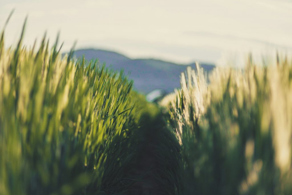 A view down a corridor of grass