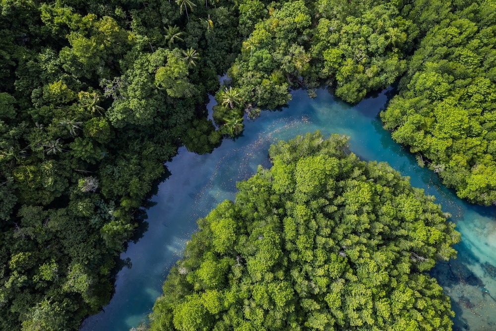 Thailand mangroves