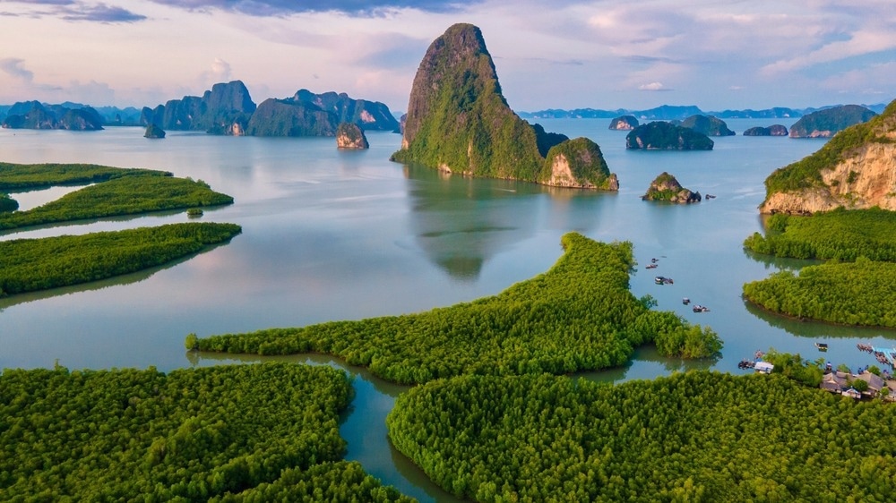 Thailand landscape, mangroves