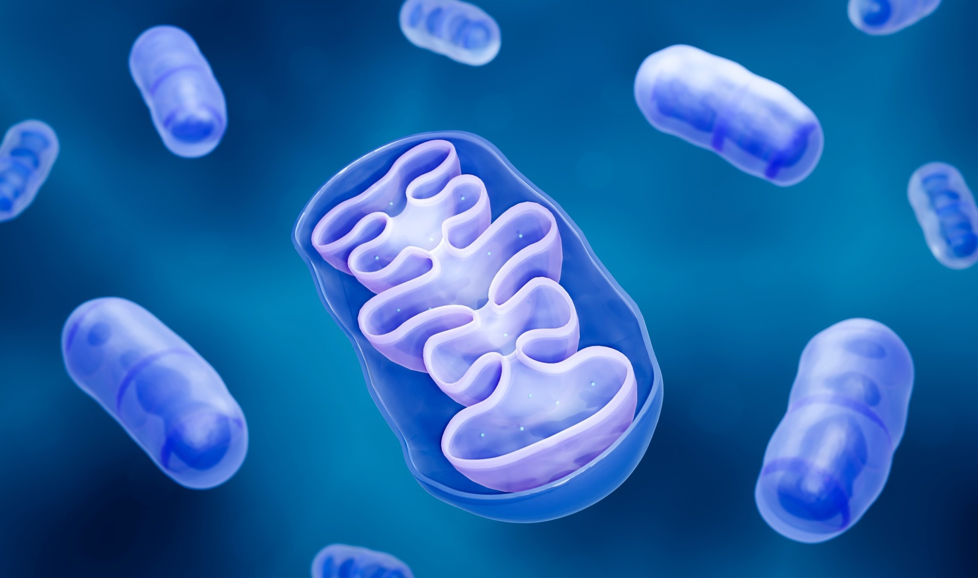 Mitochondria cross section