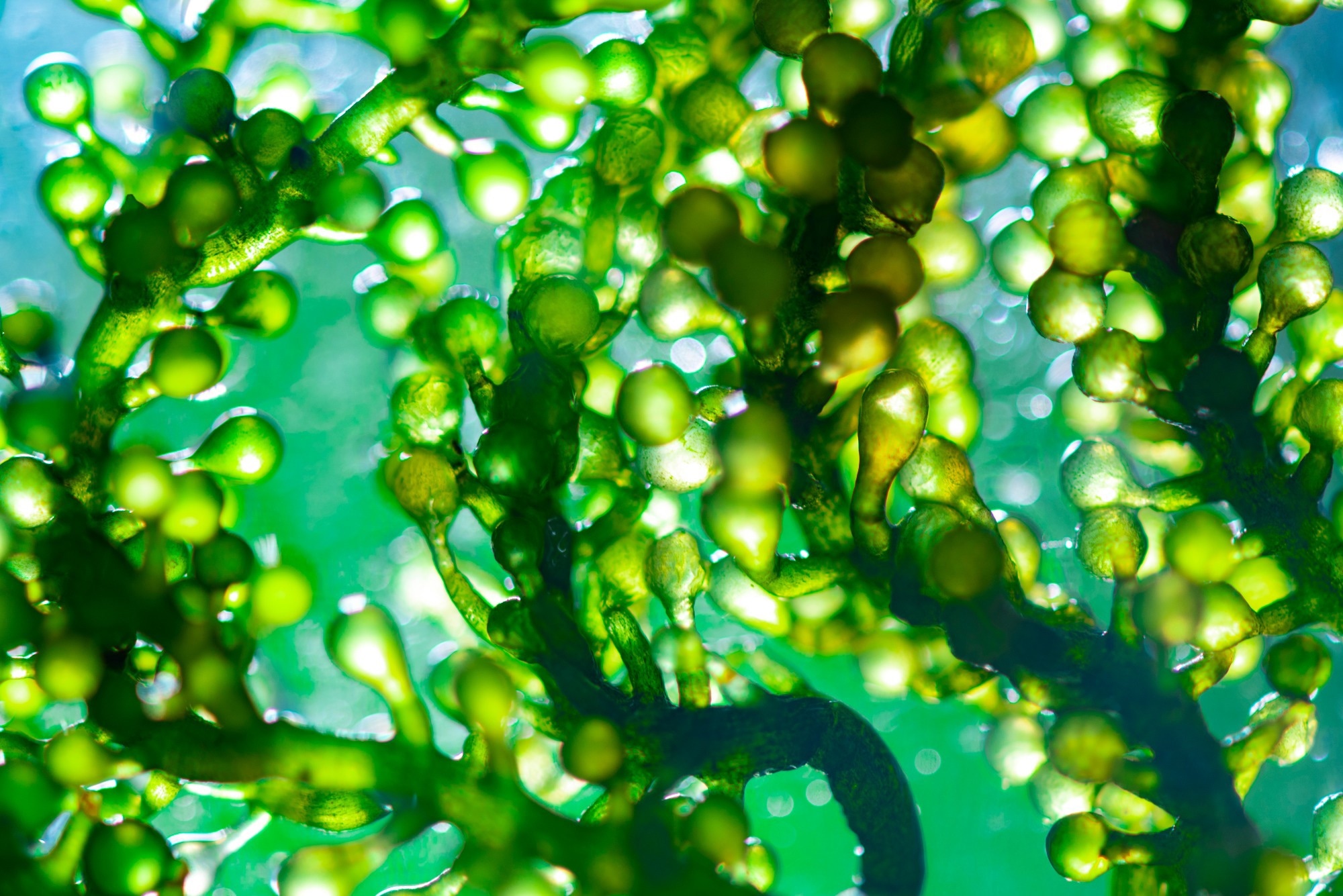 Review: Exploring the Potential and Challenges of Fermentation in Creating Foods: A Spotlight on Microalgae. Image Credit: Chokniti-Studio / Shutterstock