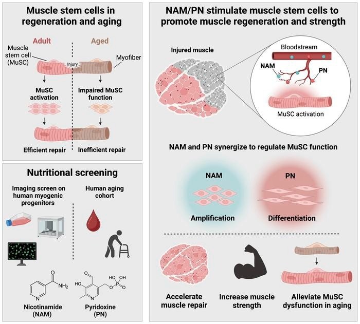 Graphical Abstract