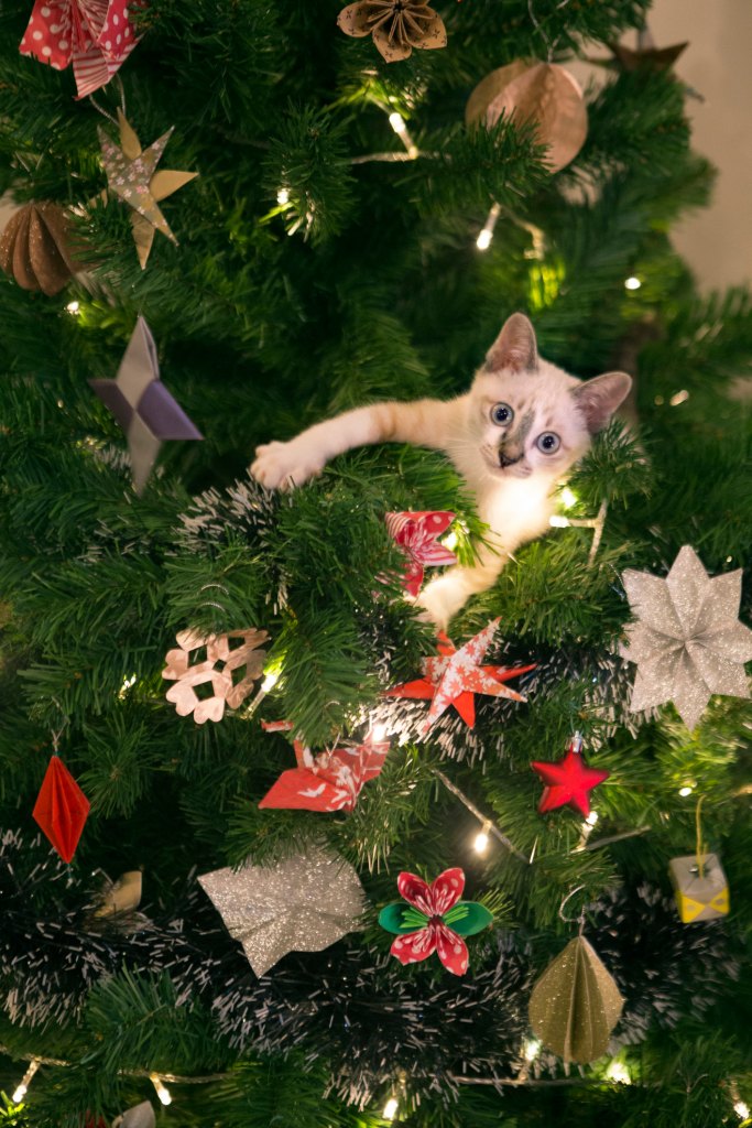 Kitten in a Christmas tree