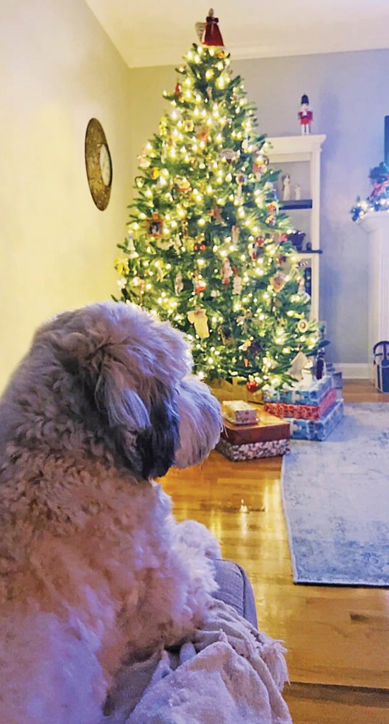 dog with Christmas tree