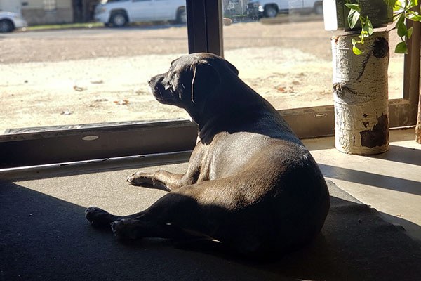 gym dog maggie looks out wfac's front door