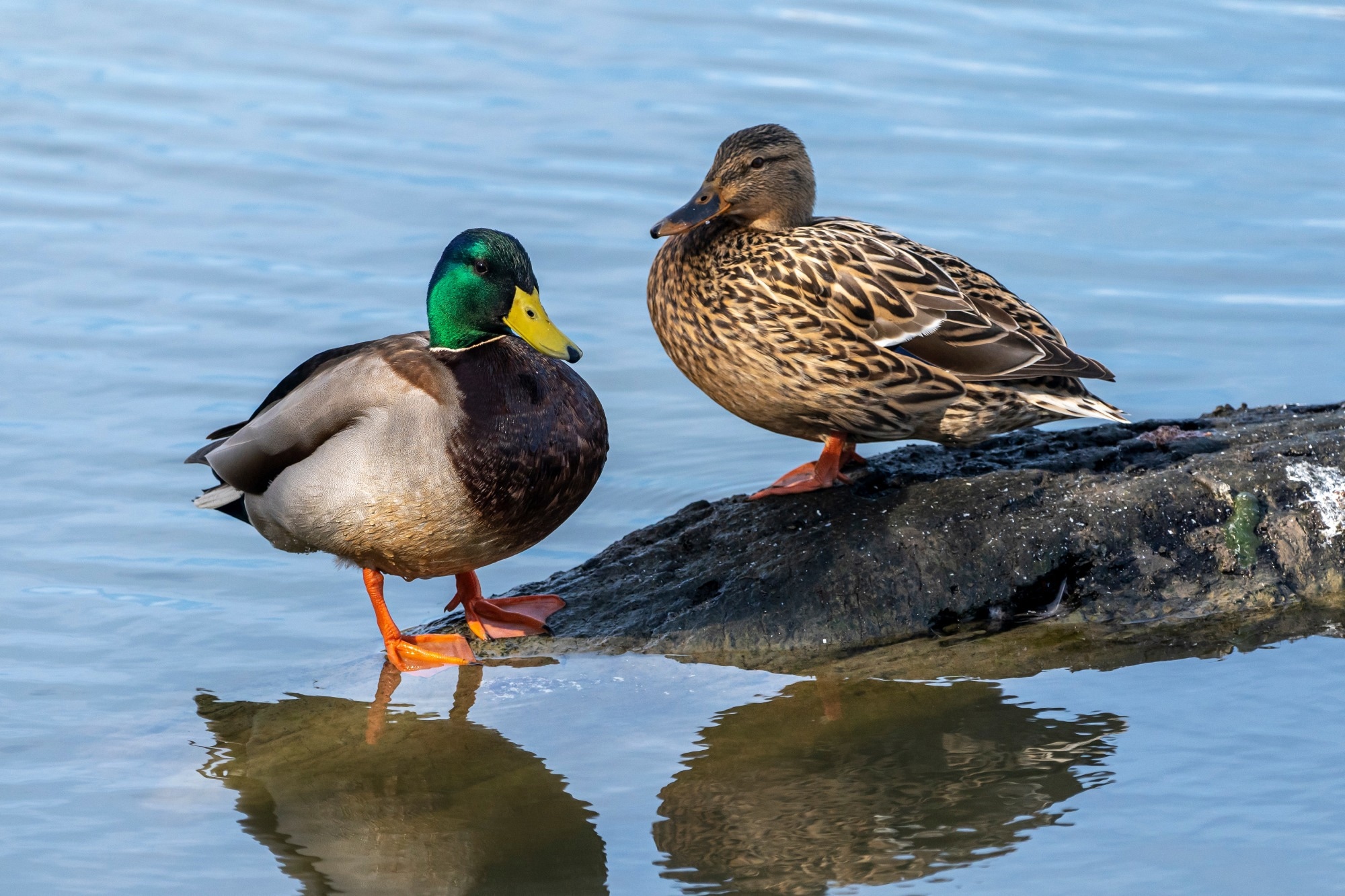 Research: Surveillance Strategy in Duck Flocks Vaccinated against Highly Pathogenic Avian Influenza Virus. Image Credit: Pablesku / Shutterstock