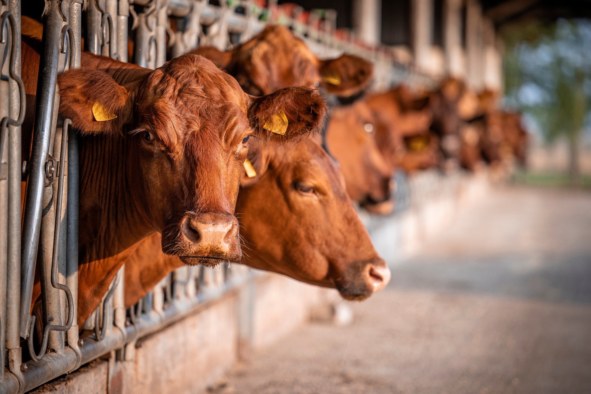 Review: Influenza A virus in dairy cattle: infection biology and potential mammary gland-targeted vaccines. Image Credit: Aleksandar Malivuk / Shutterstock