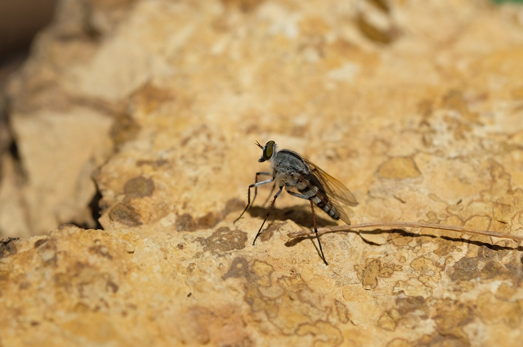 Study: Human neuroinvasive Toscana virus infections in Italy from 2016 to 2023: Increased incidence in 2022 and 2023. Image Credit: Pattarawat Loharnchoon / Shutterstock