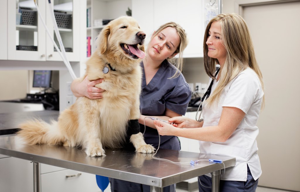 Veterinarian attaching an IV drip to a golden retriever at a vet clinic